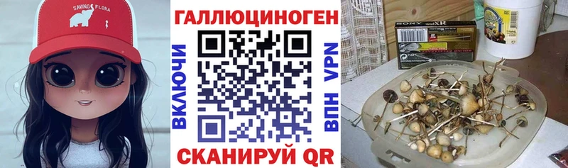 Галлюциногенные грибы Psilocybine cubensis Донской